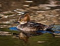 Picture Title - Hooded Merganser Female