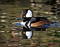 Picture Title - Hooded Merganser Male