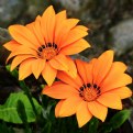 Picture Title - Gazanias