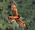 Golden Lit Harrier