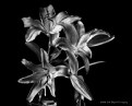 Picture Title - lilys