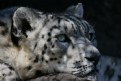 Picture Title - Snow Leopard III