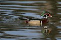 Picture Title - Wood Duck