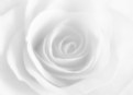 Picture Title - White Rose