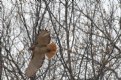 Picture Title - Red-tailed Hawk