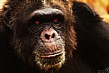 Picture Title - Gorilla-1