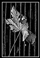 Picture Title - LEAF