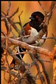 Picture Title - Spotted Towhee