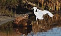 Picture Title - "Snowy The Egret"