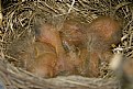 Picture Title - baby birds