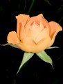 Picture Title - Rose