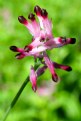 Picture Title - Colourful Weed