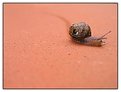 Picture Title - A little snail