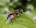 Picture Title - Hoverfly