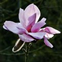 Picture Title -  Magnolia  'Caerhays Belle'