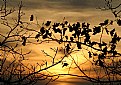 Picture Title - Faded sunset and oak leaves