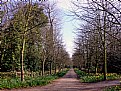 Picture Title - Daffodils Walk