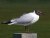 Black-Headed Gull