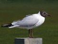 Picture Title - Black-Headed Gull