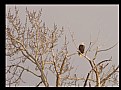 Picture Title - Bald Eagle 