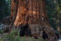 Picture Title - Majestic Redwood