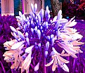 Picture Title - Agapanthus by Night