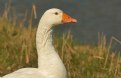 Picture Title - een witte gans