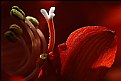 Picture Title - Amaryllis