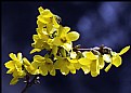 Picture Title - Large Forsythia Bloom