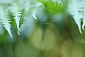 Picture Title - fern