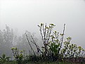 Picture Title - fog