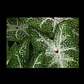 Picture Title - Folhas...