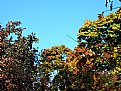Picture Title - Autumnal Paris 133
