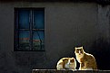 Picture Title - cat windows