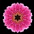 Gerbera Grace