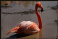 Picture Title - Flamingo