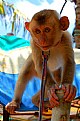 Picture Title - The little monkey