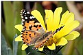 Picture Title - Butterfly on Gazania