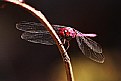 Picture Title - DRAGONFLY