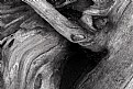 Picture Title - Weathered Wood #2