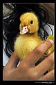 Picture Title - ..::Billy the Duck::..