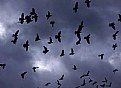 Picture Title - Birds