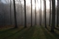 Picture Title - Morning Mist at Rock Creek Park