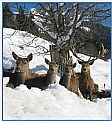 Picture Title - snowdeer