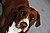 Hank