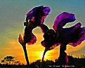Picture Title - " Iris's  In  Sunset "
