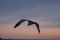Picture Title - gull