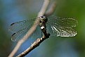 Picture Title - dragonfly