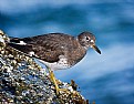 Picture Title - Surfbird Winter Plumage