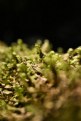 Picture Title - Mosses